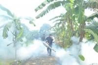 Dua Kasus DBD di Temukan di Sinaboi