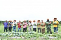 wabup sergai panen semangka Bersama Gabungan kelompok Tani