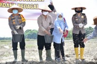Tabur Benih padi di 20 hektar sawah baru