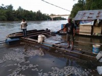 Sungai Kampar Meluap, Petani Keramba Di Tiga Desa Rugi Milyaran Rupiah