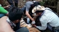 Tim BBKSDA Riau Penyelematan Dan Evakuasi Harimau Sumatera Wilayah Teluk Meranti