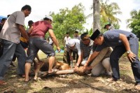 Hari Raya Idul Adha, ASN Bengkalis Sembelih 96 Ekor Hewan Kurban