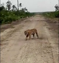 KETUA TIM RESCUE KONFLIK HARIMAU SUMATERA DI INHIL HUTOMO : TIDAK BENAR VIDEO HARIMAU SUMATERA 