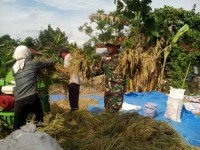 Panen Padi Di Kampung Tualang  Babinsa Koramil Perawang Dampingi Petani