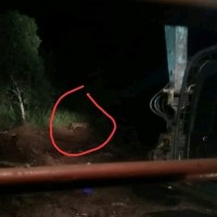 Harimau Sumatera Berkeliaran Dekat Pemukiman Masyarakat Desa Pulau Muda
