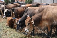 Ini Pesan Pj Bupati Bengkalis Dalam Pemilihan Hewan Qurban