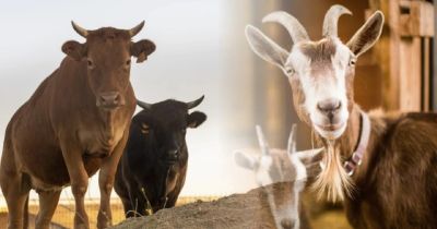 Jumlah Hewan Qurban di Kampar Meningkat 2 Persen Dari Tahun 2023