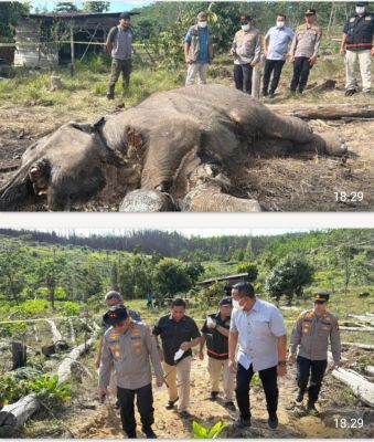 Kapolda Riau Cek Lokasi Penemuan Bangkai Anak Gajah di Tesso Nilo