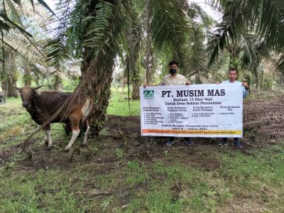 PT Musim Mas Menyerahkan Bantuan 13 Ekor Sapi Untuk Desa Sekitar